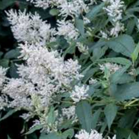 Persicaria Fleece Flower