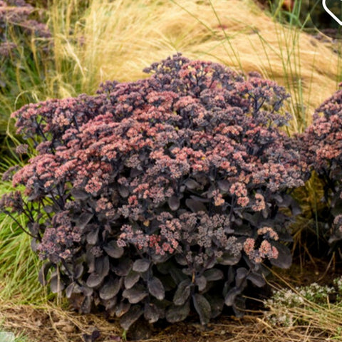 Sedum Rock n Grow 'Back in Black'