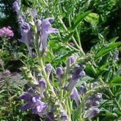 Scutellaria incana