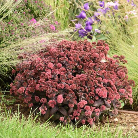 Sedum 'Midnight Velvet'