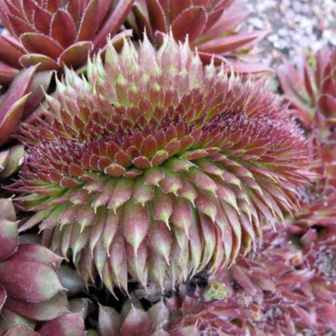 Hen and Chicks 'Purple Passion'