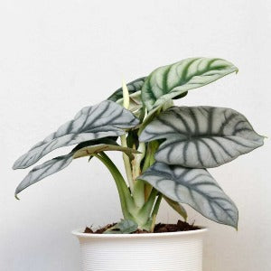 Alocasia 'Silver Dragon' 4"