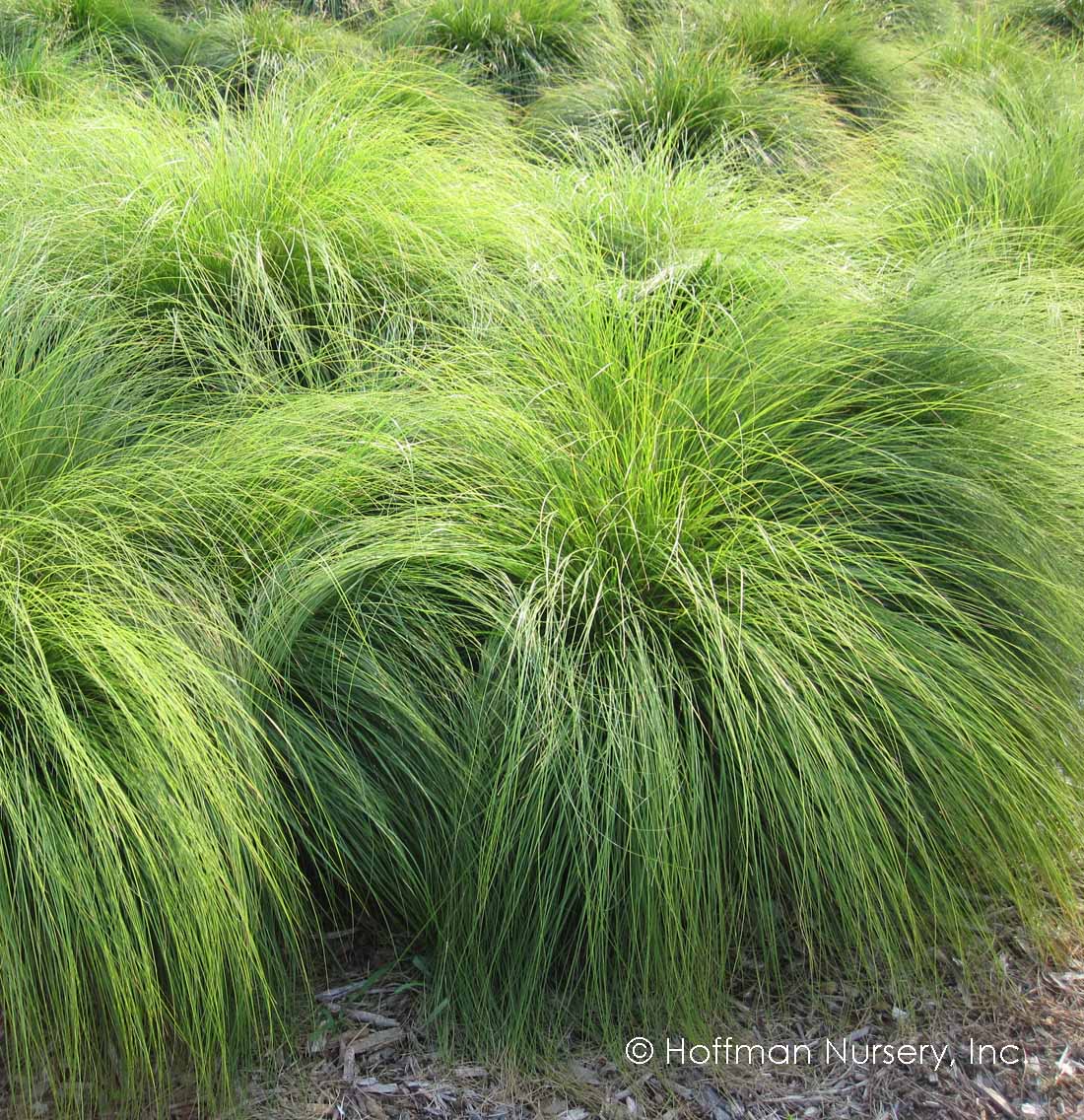 Prairie Dropseed