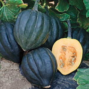 Squash 'Acorn'