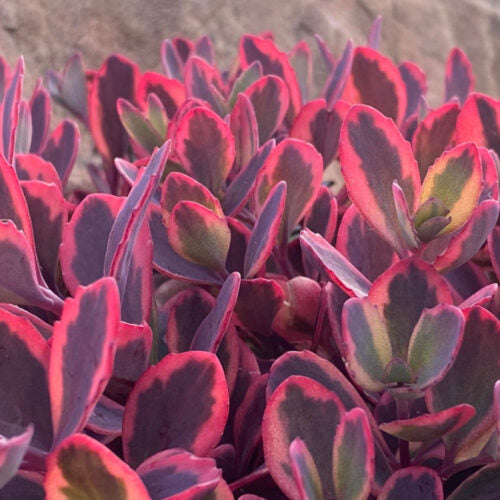 Sedum Sunsparkler 'Dazzling Dynamite'