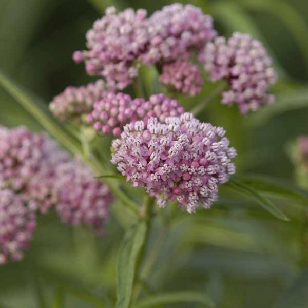 Swamp Milkweed 'Cinderella'