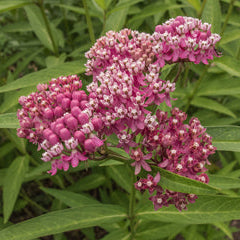 Swamp Milkweed