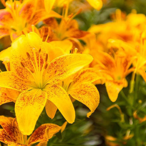 Lilium 'Tiny Parrot'