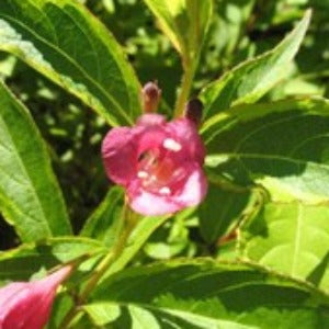 Weigela 'French Lace'