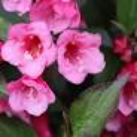 Weigela 'Sonic Bloom Wine'