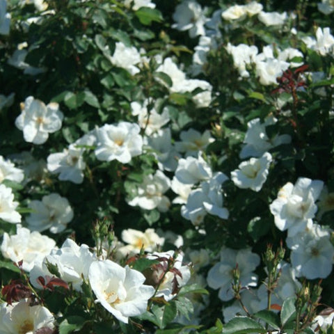 Rose 'Knock Out White'