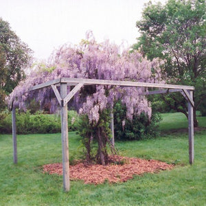 Wisteria 'Aunt Dee'