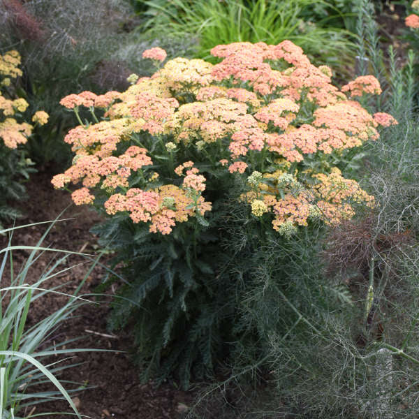 Yarrow 'Firefly Peach Sky'