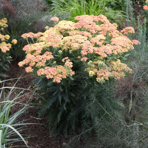 Yarrow 'Firefly Peach Sky'