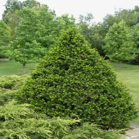 Yew 'Capitata'