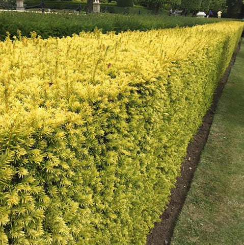 Yew 'Sunburst'