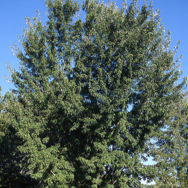 Maple 'Silver Queen'