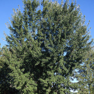 Maple 'Silver Queen'