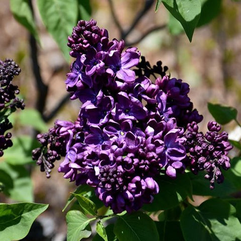 Lilac 'Agincourt Beauty'