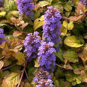 Ajuga 'Pleasant Pheasant'