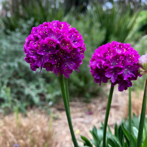 Armeria Sea Thrift 'Vivid Dreams'