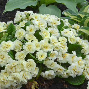 Primrose 'Belarina Cream'