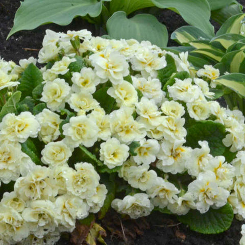 Primrose 'Belarina Cream'