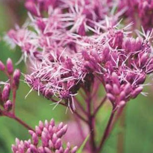 Baby Joe Pye Weed