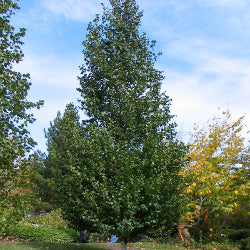 Birch 'fargo'
