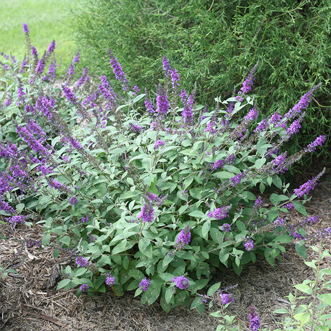 Butterfly Bush Lo & Behold 'Blue Chip Jr'