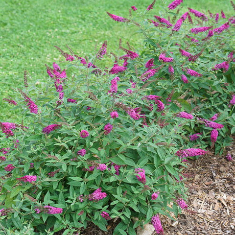 Butterfly bush Lo & Behold 'Ruby Chip'