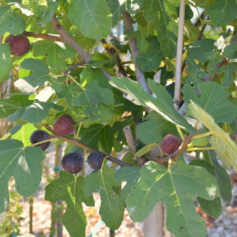 Ficus 'Chicago Hardy'