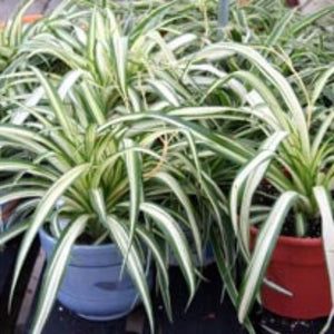 Spider Plant 4"
