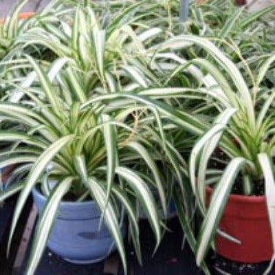 Spider Plant 4"