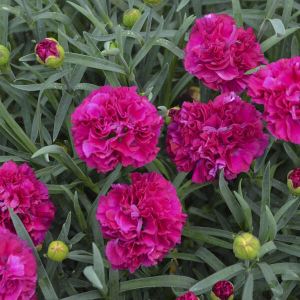 Dianthus 'Funky Fuchsia'