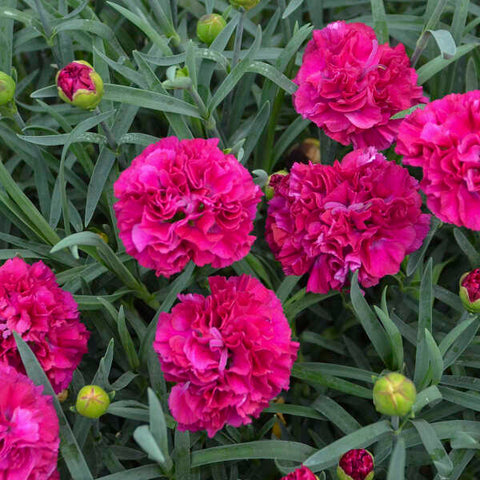 Dianthus 'Funky Fuchsia'