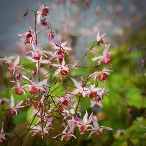 Epimedium 'Pink Elf’