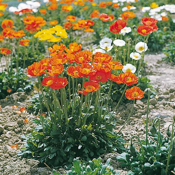 Iceland Poppy 'Garden Gnome'