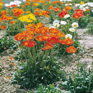 Iceland Poppy 'Garden Gnome'