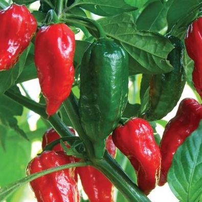 Hot Pepper 'Ghost Chili' -Organic