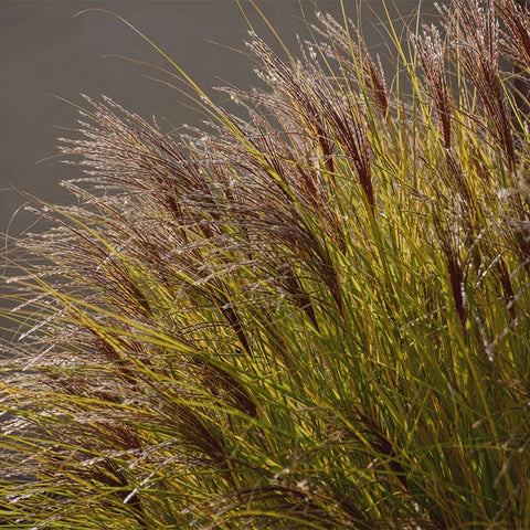 Maiden Grass 'Gracillimus'