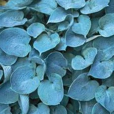 Hosta 'Hadspen Blue'