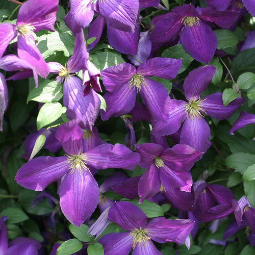 Clematis 'Happy Jack'