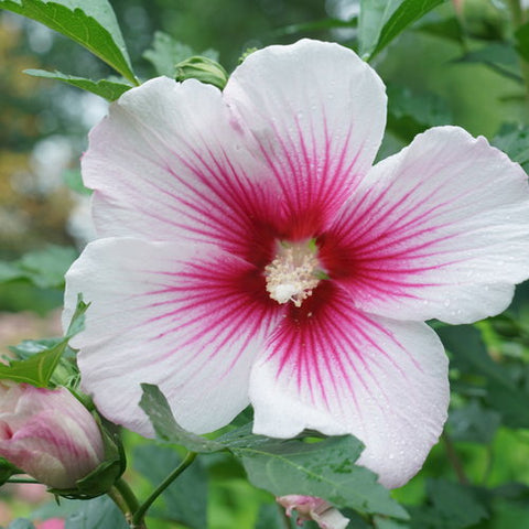 Hibiscus 'Paraplu Pink Ink'