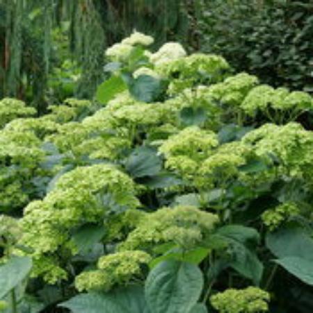 Hydrangea 'Invincibelle Sublime'