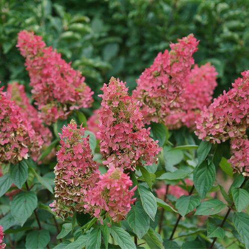 Hydrangea 'Pinky Winky Prime'