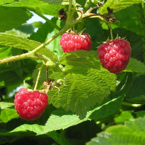 Raspberry 'Killarney'