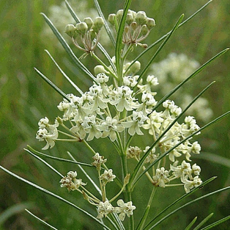 Milkweed 'Whorled'