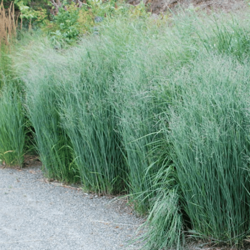 Switch Grass 'Prairie Dog'