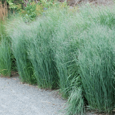 Switch Grass 'Prairie Dog'